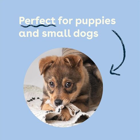 Pupford Mini Bully Sticks for Dogs & Puppies, Smoked for Improved Smell, Natural, Long-Lasting, Single Ingredient Chews for Small Breeds (8 oz) in Kuwait