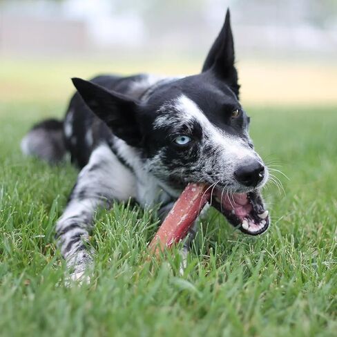 Tuesday's 6" Jumbo Bully Sticks (5 Pack) in Kuwait