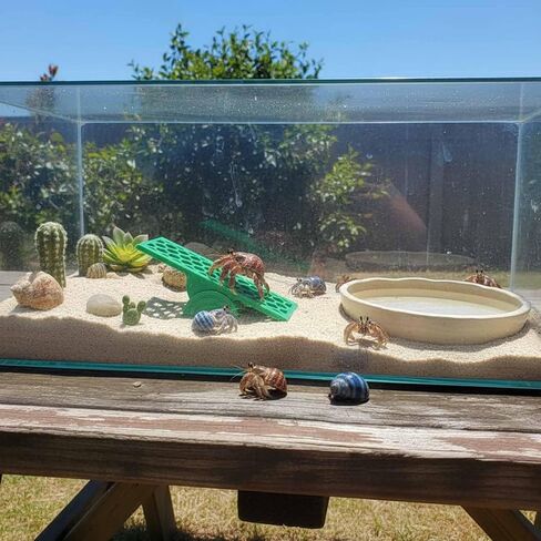 Hermit Crab Seesaw Climbing Toy, Hermit Crab Tank Decoration Ornament in Kuwait