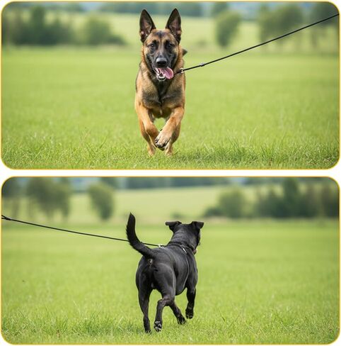 Black Heavy Duty Slip Leads for Dogs, Comfortable Slip Lead Dog Leash No Pull Dog Training Leash Adjustable Rope Dogs Leashs Slips Lead Control Leashs for Training Walking Small to Medium in Kuwait