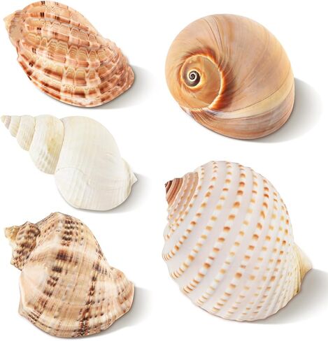 5PCS Hermit Crab Shells Large Medium Size | Natural Sea Conch Size 2.8" - 4.5", Opening Size 1.6" - 3.6" | Turbo Seashells for Hermit Crab Supplies Beach Home Crafts Decor in Kuwait