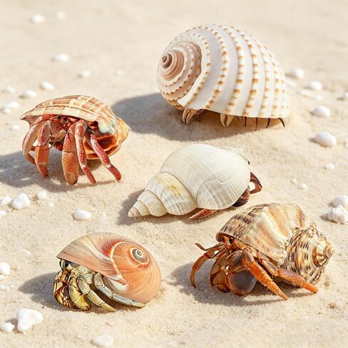 5PCS Hermit Crab Shells Large Medium Size | Natural Sea Conch Size 2.8" - 4.5", Opening Size 1.6" - 3.6" | Turbo Seashells for Hermit Crab Supplies Beach Home Crafts Decor in Kuwait