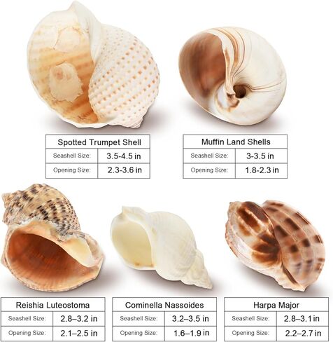 5PCS Hermit Crab Shells Large Medium Size | Natural Sea Conch Size 2.8" - 4.5", Opening Size 1.6" - 3.6" | Turbo Seashells for Hermit Crab Supplies Beach Home Crafts Decor in Kuwait