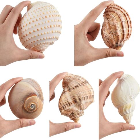 5PCS Hermit Crab Shells Large Medium Size | Natural Sea Conch Size 2.8" - 4.5", Opening Size 1.6" - 3.6" | Turbo Seashells for Hermit Crab Supplies Beach Home Crafts Decor in Kuwait
