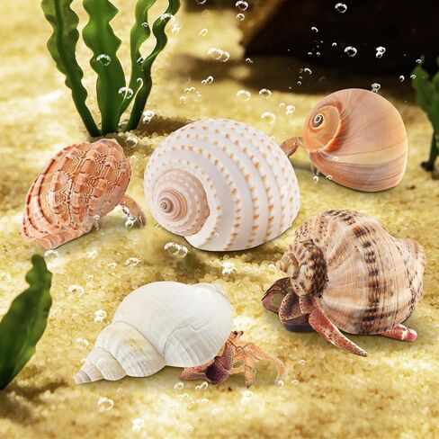 5PCS Hermit Crab Shells Large Medium Size | Natural Sea Conch Size 2.8" - 4.5", Opening Size 1.6" - 3.6" | Turbo Seashells for Hermit Crab Supplies Beach Home Crafts Decor in Kuwait