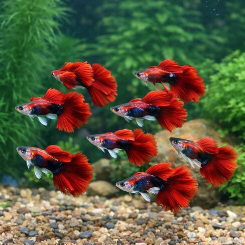 5+ HB Red Rose Halfmoon Guppy Live Aquarium Fish الاستوائية العذبة المياه الجوبي للمجتمع والخزانات المزروعة أسماك الزينة الحية النشطة مع ضمان الوصول المباشر (5+) in Kuwait