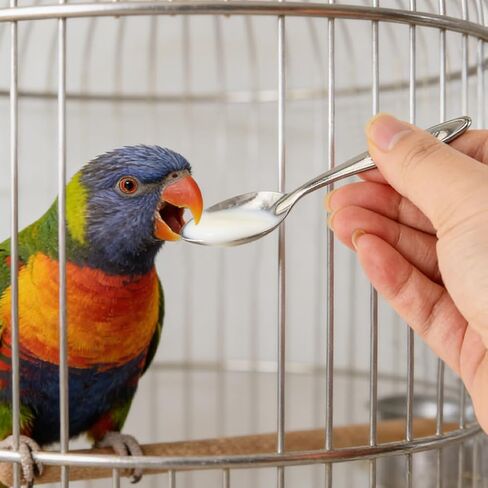 Automatic Bird Feeder No Mess Bird Cage Pet Feeder Multifunctional Parrot Feeders Transparent Food Container for Canaries (Color:Clear) in Kuwait