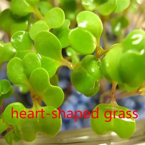 4 Bags Aquarium Plant S.e.e.ds, not Artificial Plastic Plant, Fish Tank Live Grass for All Substrate yjll4388ls in Kuwait