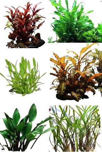 مجموعة Cryptocoryne النهائية - 6 عبوات من نباتات حوض السمك - Wendtii Red، Green، Bronze، Parva، Spiralis، وLutea - رعاية متنوعة وسهلة in Kuwait