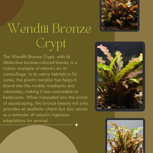 مجموعة Cryptocoryne النهائية - 6 عبوات من نباتات حوض السمك - Wendtii Red، Green، Bronze، Parva، Spiralis، وLutea - رعاية متنوعة وسهلة in Kuwait