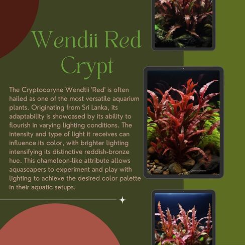 مجموعة Cryptocoryne النهائية - 6 عبوات من نباتات حوض السمك - Wendtii Red، Green، Bronze، Parva، Spiralis، وLutea - رعاية متنوعة وسهلة in Kuwait