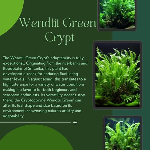 مجموعة Cryptocoryne النهائية - 6 عبوات من نباتات حوض السمك - Wendtii Red، Green، Bronze، Parva، Spiralis، وLutea - رعاية متنوعة وسهلة in Kuwait
