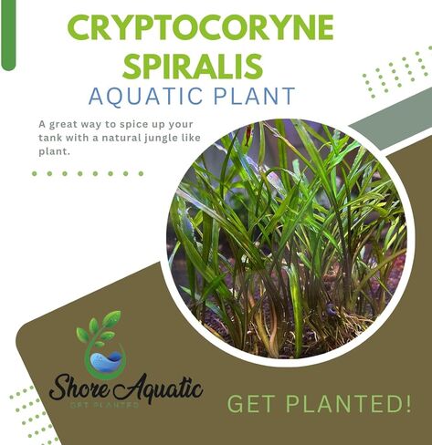 مجموعة Cryptocoryne النهائية - 6 عبوات من نباتات حوض السمك - Wendtii Red، Green، Bronze، Parva، Spiralis، وLutea - رعاية متنوعة وسهلة in Kuwait