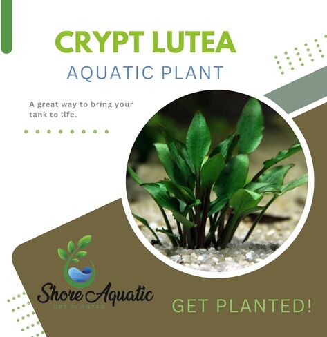 مجموعة Cryptocoryne النهائية - 6 عبوات من نباتات حوض السمك - Wendtii Red، Green، Bronze، Parva، Spiralis، وLutea - رعاية متنوعة وسهلة in Kuwait