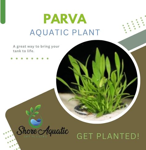 مجموعة Cryptocoryne النهائية - 6 عبوات من نباتات حوض السمك - Wendtii Red، Green، Bronze، Parva، Spiralis، وLutea - رعاية متنوعة وسهلة in Kuwait