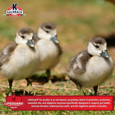 Kalmbach Feeds 20% Flock Maker Crumbles for Mixed Flocks of Poultry, 50 lb in Kuwait