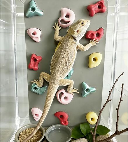 3D Reptile Climbing Wall, Natural Textured Habitat Decor for Bearded Dragons, Leopard Geckos, Lizards, Snakes, Frogs & Amphibians – Terrarium & Paludarium Tank Accessories in Kuwait