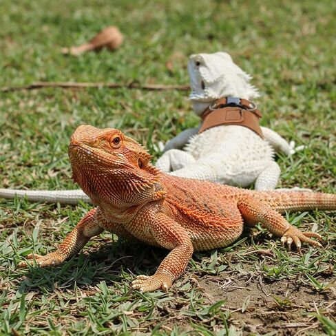 4 PCS Harness and Leash Set, Adjustable Soft Leather Bearded Dragon Leash and Harness Set for Small Animals, Reptiles, Squirrels, Rats (Brown, Black, Silver) in Kuwait