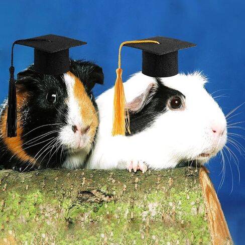 Mini Graduation Caps with Tassel,4pcs Small Animal Bachelor Hats for Small Cat Dog Guinea Pigs Hedgehog Hamster Graduation Party Photo Props in Kuwait