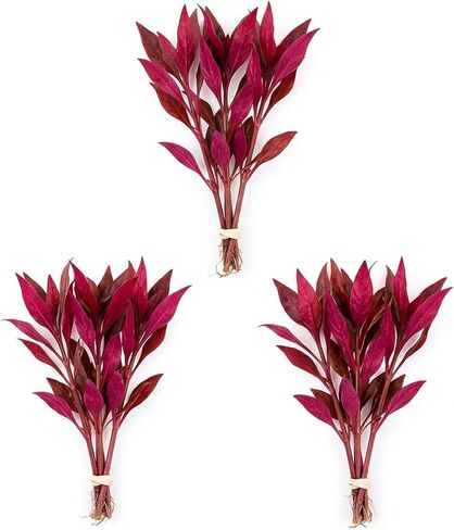 المعبد القرمزي (Alternanthera Reineckii) - المياه العذبة - الضوء المتوسط ​​إلى العالي in Kuwait