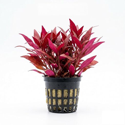 Scarlet Temple (Alternanthera Reineckii) - Freshwater - Medium-High Light in Kuwait