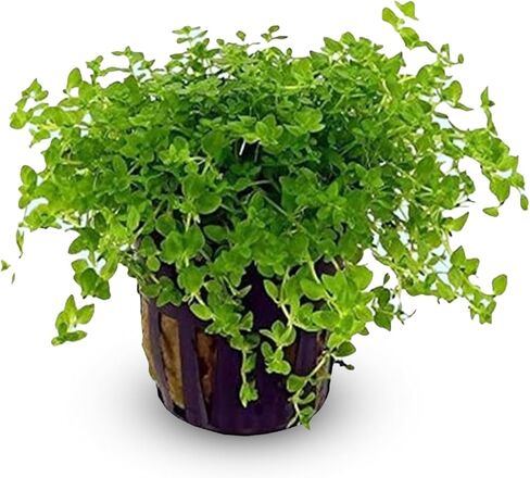 (Pearl Weed) Hemianthus Micranthemoides - Freshwater - Medium Light in Kuwait