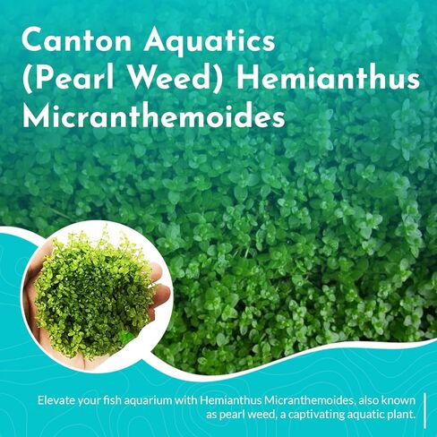 (Pearl Weed) Hemianthus Micranthemoides - Freshwater - Medium Light in Kuwait
