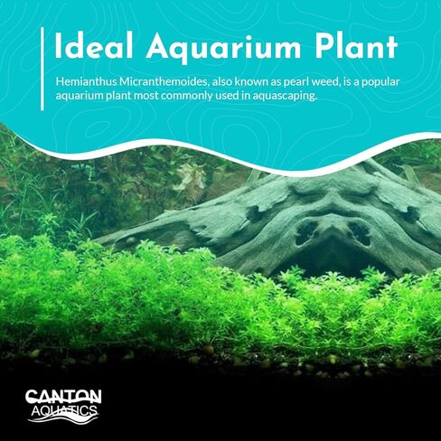 (Pearl Weed) Hemianthus Micranthemoides - Freshwater - Medium Light in Kuwait