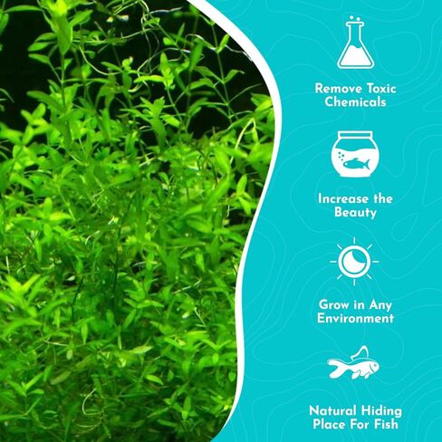 (Pearl Weed) Hemianthus Micranthemoides - Freshwater - Medium Light in Kuwait
