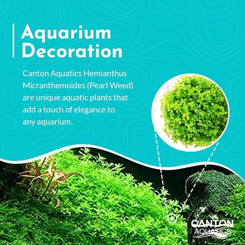 (Pearl Weed) Hemianthus Micranthemoides - Freshwater - Medium Light in Kuwait