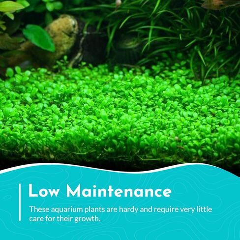 (Pearl Weed) Hemianthus Micranthemoides - Freshwater - Medium Light in Kuwait