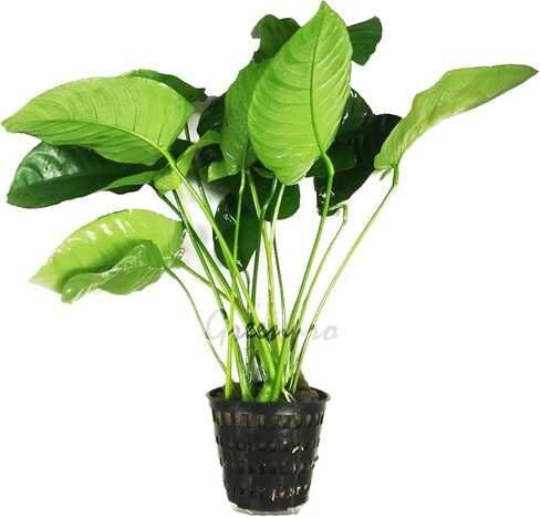 Anubias Barteri | Broad Leaf XXL Mother Potted Live Aquarium Plant for Freshwater Fish Tank in Kuwait