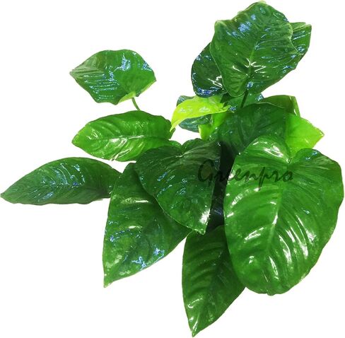 Anubias Barteri | Broad Leaf XXL Mother Potted Live Aquarium Plant for Freshwater Fish Tank in Kuwait