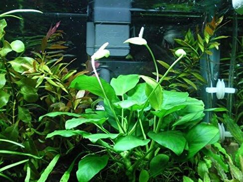 Anubias Barteri | Broad Leaf XXL Mother Potted Live Aquarium Plant for Freshwater Fish Tank in Kuwait