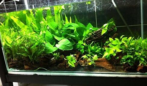 Anubias Barteri | Broad Leaf XXL Mother Potted Live Aquarium Plant for Freshwater Fish Tank in Kuwait