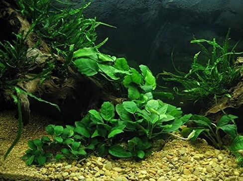 Anubias Barteri | Broad Leaf XXL Mother Potted Live Aquarium Plant for Freshwater Fish Tank in Kuwait