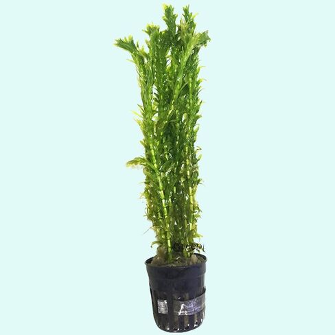 نباتات Anacharis Egeria Densa Bunch Live Aquarium Plants (متجذرة في وعاء بحجم 2 بوصة) in Kuwait