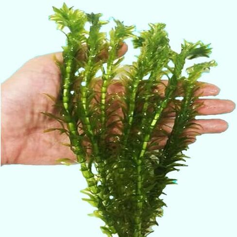نباتات Anacharis Egeria Densa Bunch Live Aquarium Plants (متجذرة في وعاء بحجم 2 بوصة) in Kuwait