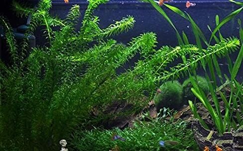نباتات Anacharis Egeria Densa Bunch Live Aquarium Plants (متجذرة في وعاء بحجم 2 بوصة) in Kuwait