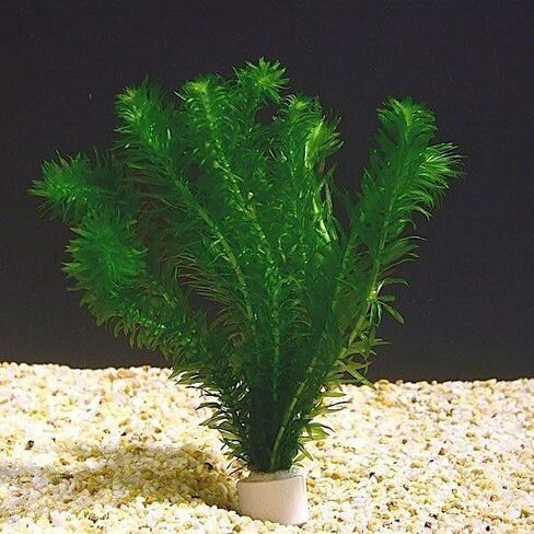 نباتات Anacharis Egeria Densa Bunch Live Aquarium Plants (متجذرة في وعاء بحجم 2 بوصة) in Kuwait