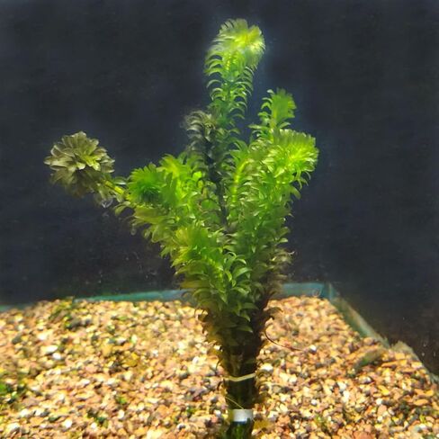 نباتات Anacharis Egeria Densa Bunch Live Aquarium Plants (متجذرة في وعاء بحجم 2 بوصة) in Kuwait