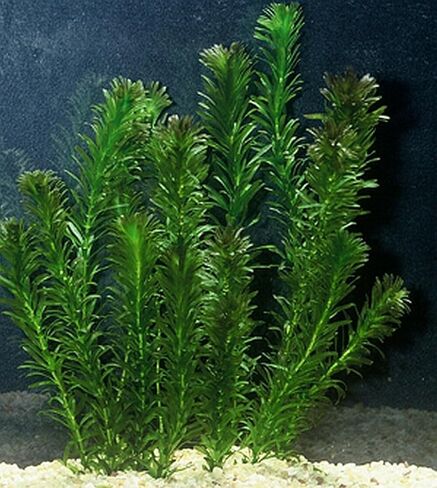 نباتات Anacharis Egeria Densa Bunch Live Aquarium Plants (متجذرة في وعاء بحجم 2 بوصة) in Kuwait