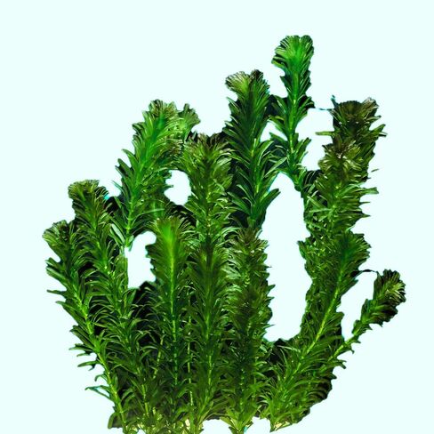 نباتات Anacharis Egeria Densa Bunch Live Aquarium Plants (متجذرة في وعاء بحجم 2 بوصة) in Kuwait