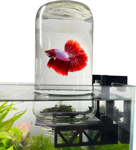 Inverted Betta Tank Holder Kit, 360-Degree Panoramic View for Betta Fish, Expands Swimming Space, Aquarium Inverted Holder, Made in Canada (Black, Large Kit with Jar) in Kuwait
