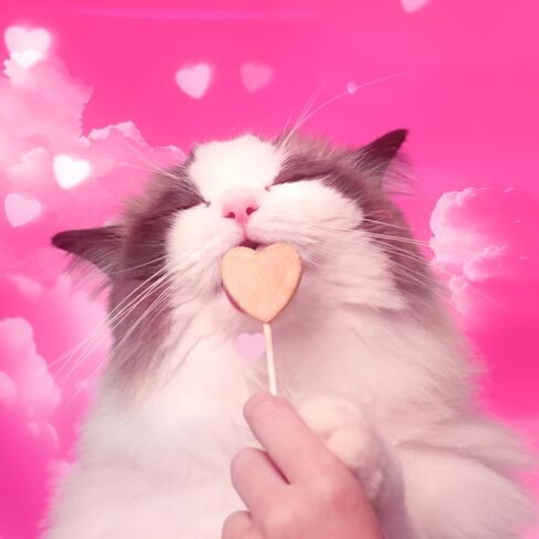 Bonkers Purrpops Freeze-Dried Chicken Liver Flavored Lollipop Treats for Cats, 4 Pieces (Pack of 13) in Kuwait