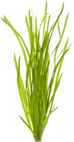 Valisnaria Spiralis الإيطالي - نبات حوض السمك الحي - المياه العذبة - منخفض | ضوء متوسط in Kuwait