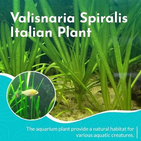 Valisnaria Spiralis الإيطالي - نبات حوض السمك الحي - المياه العذبة - منخفض | ضوء متوسط in Kuwait