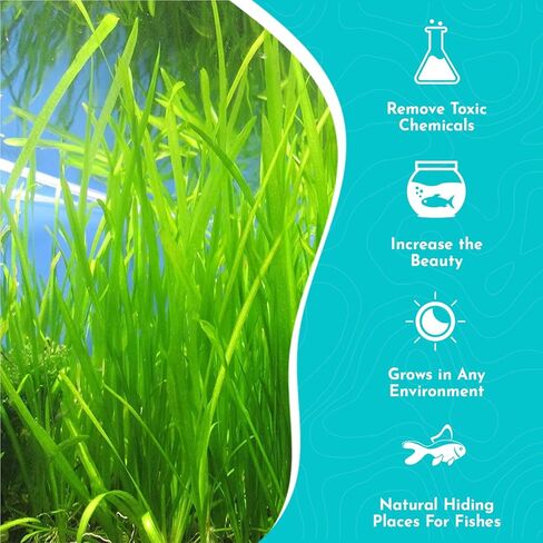 Valisnaria Spiralis الإيطالي - نبات حوض السمك الحي - المياه العذبة - منخفض | ضوء متوسط in Kuwait