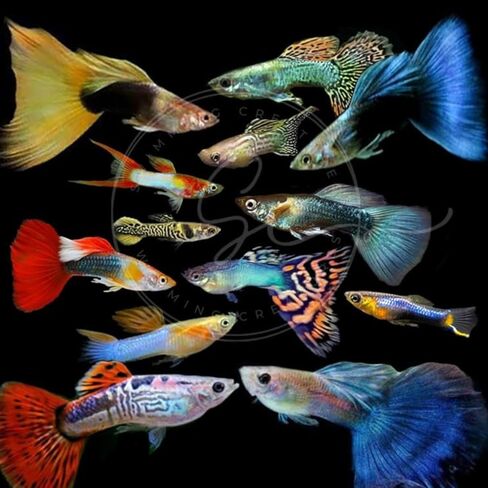 Swimming Creatures™ 15 Mixed Male Guppy Live Tropical Freshwater Aquarium Fish (Approx. 1") – Assorted Colors & Patterns in Kuwait