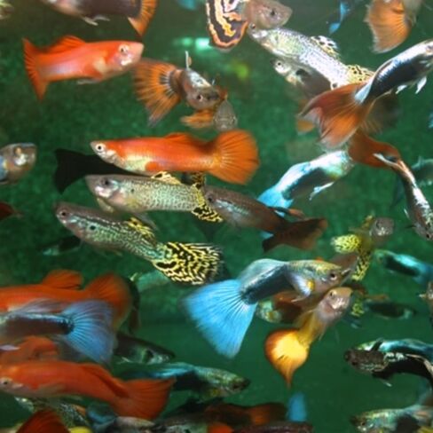 Swimming Creatures™ 15 Mixed Male Guppy Live Tropical Freshwater Aquarium Fish (Approx. 1") – Assorted Colors & Patterns in Kuwait